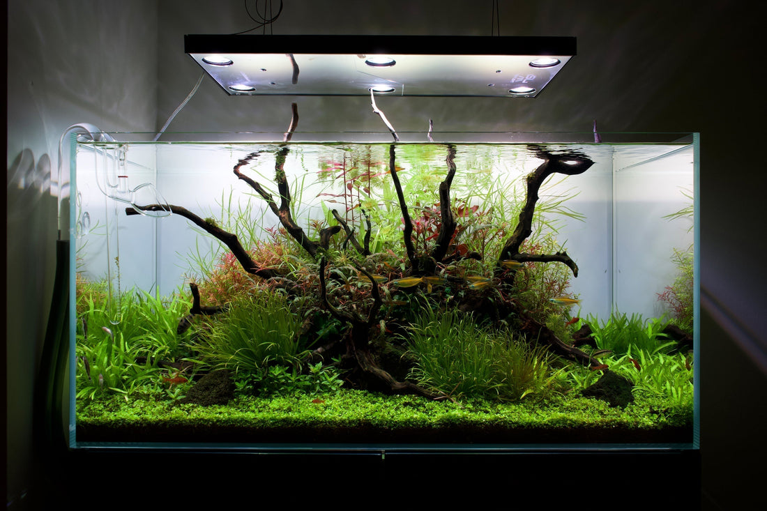 MJ Aquascaping