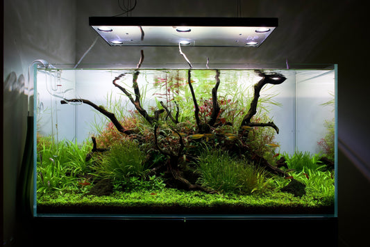 MJ Aquascaping