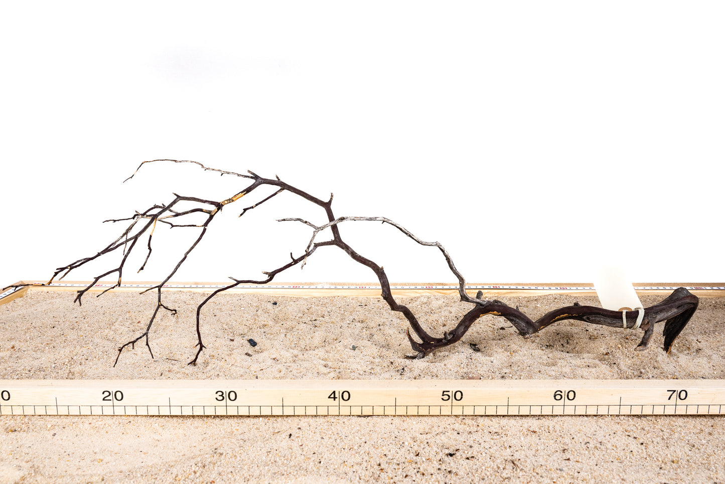 Manzanita - MANZ026