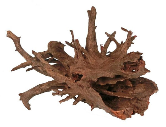 Corbo root