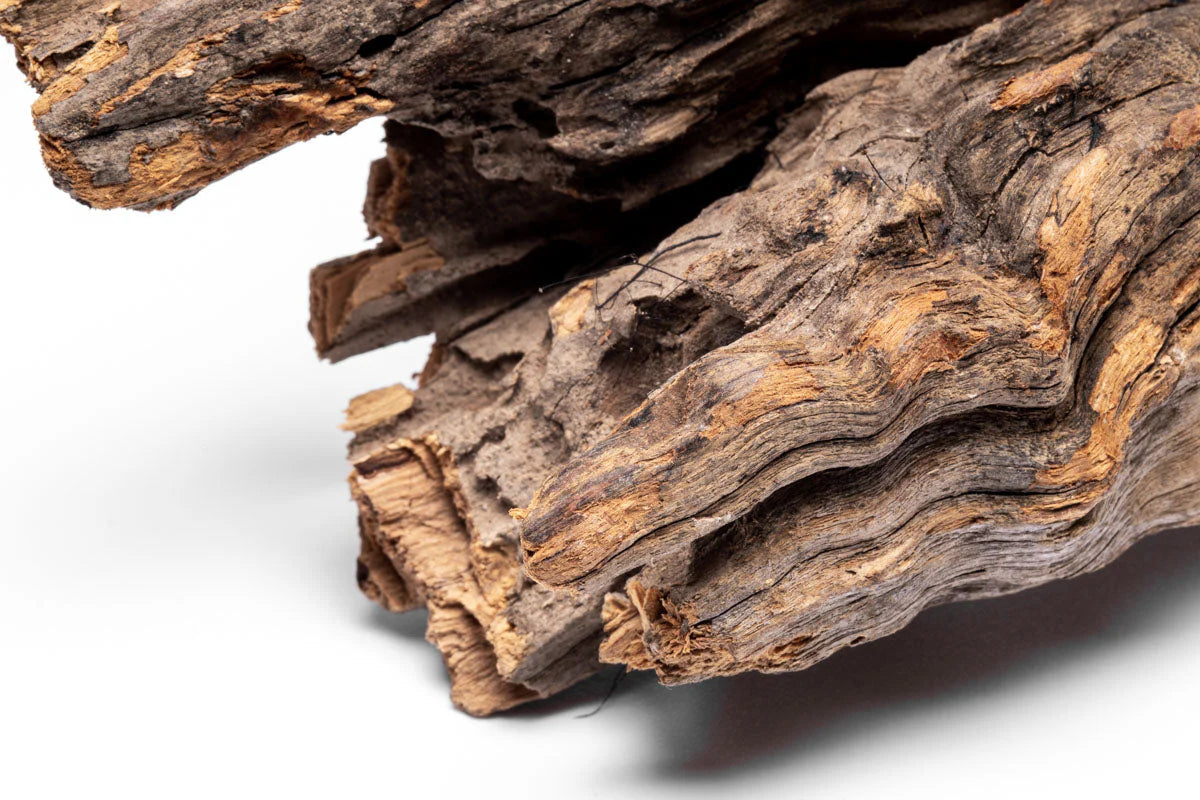 Forest driftwood