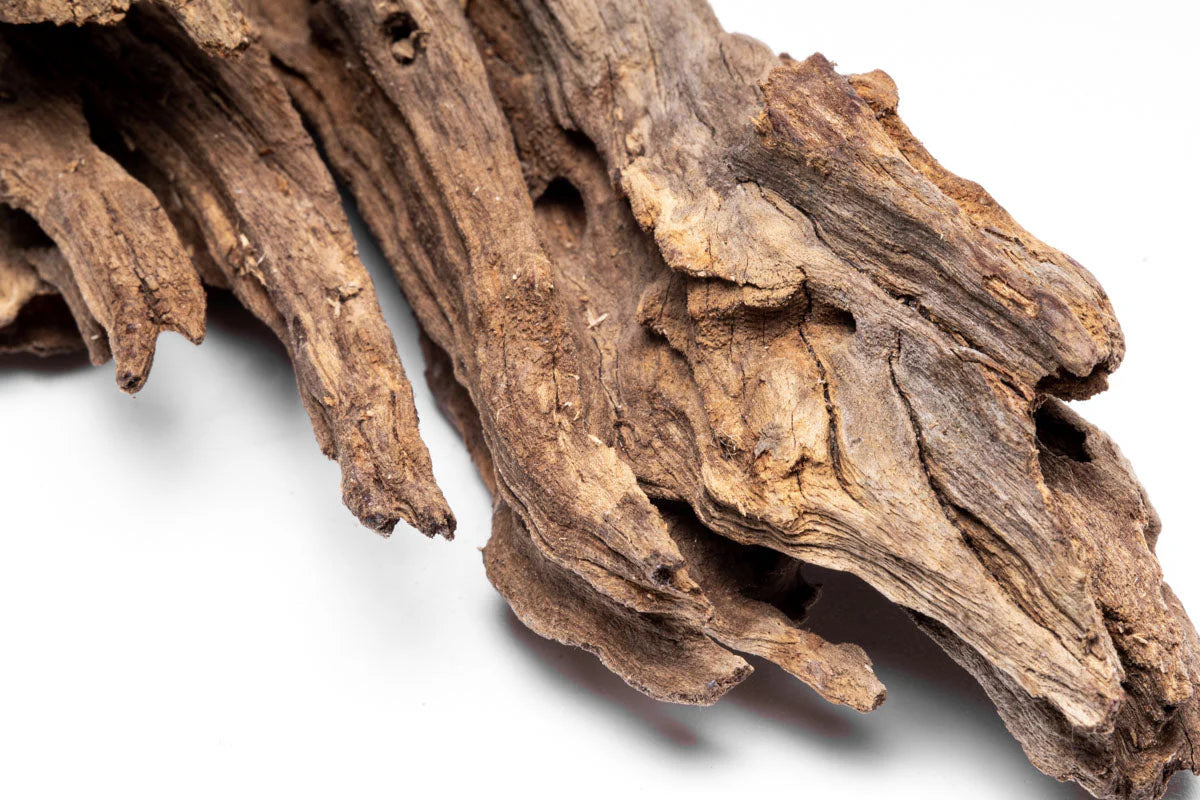 Forest driftwood