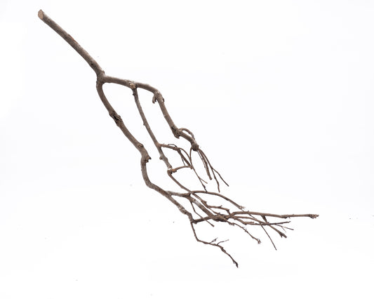 Tea branch