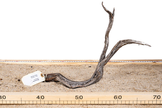 Manzanita - MANZ018