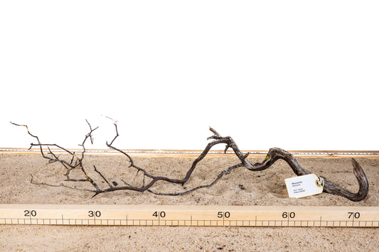Manzanita - MANZ026