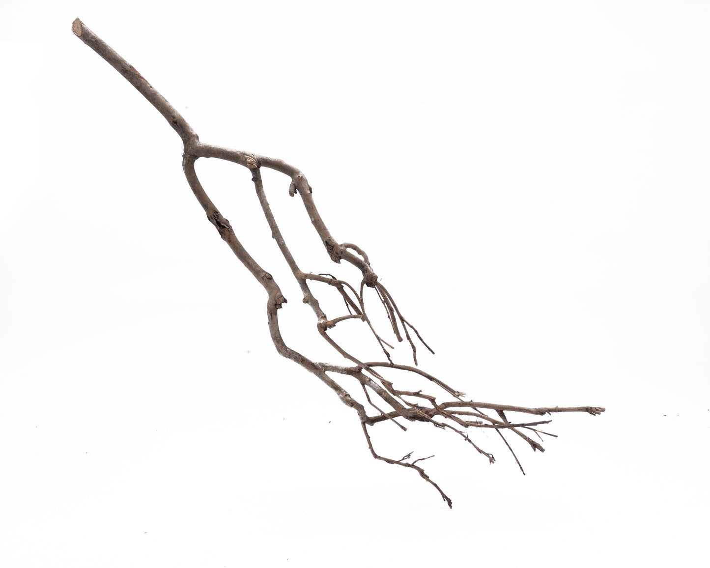 Tea branch
